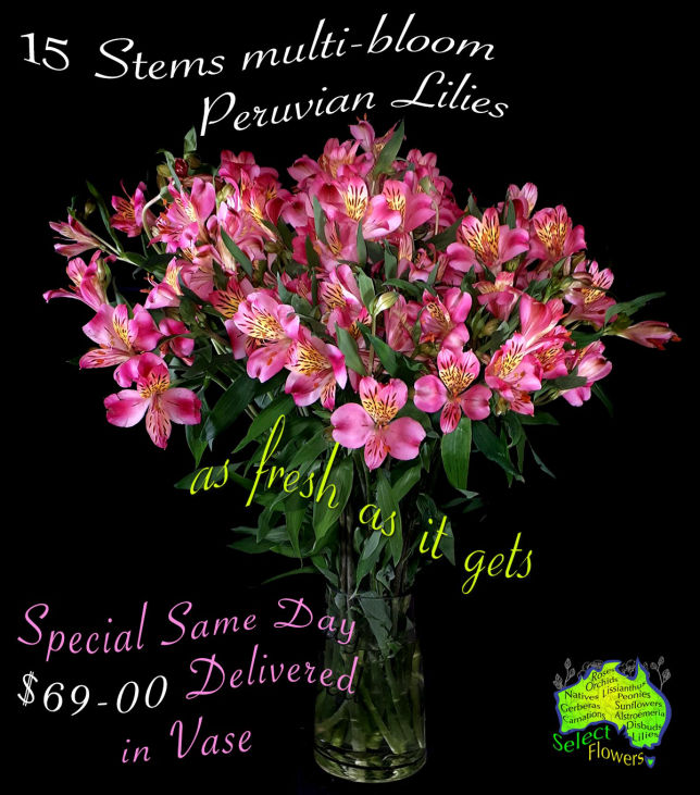 Pink Peruvian Lilies in Vase