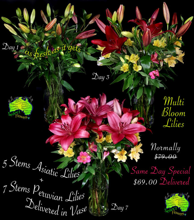 Asiatic & Peruvian Lilies