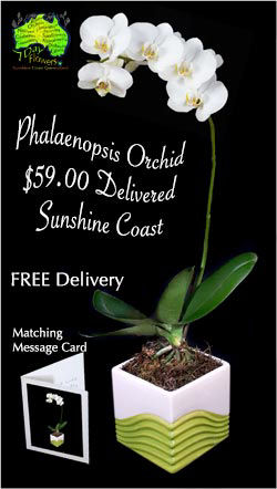 PHALAENOPSIS ORCHID